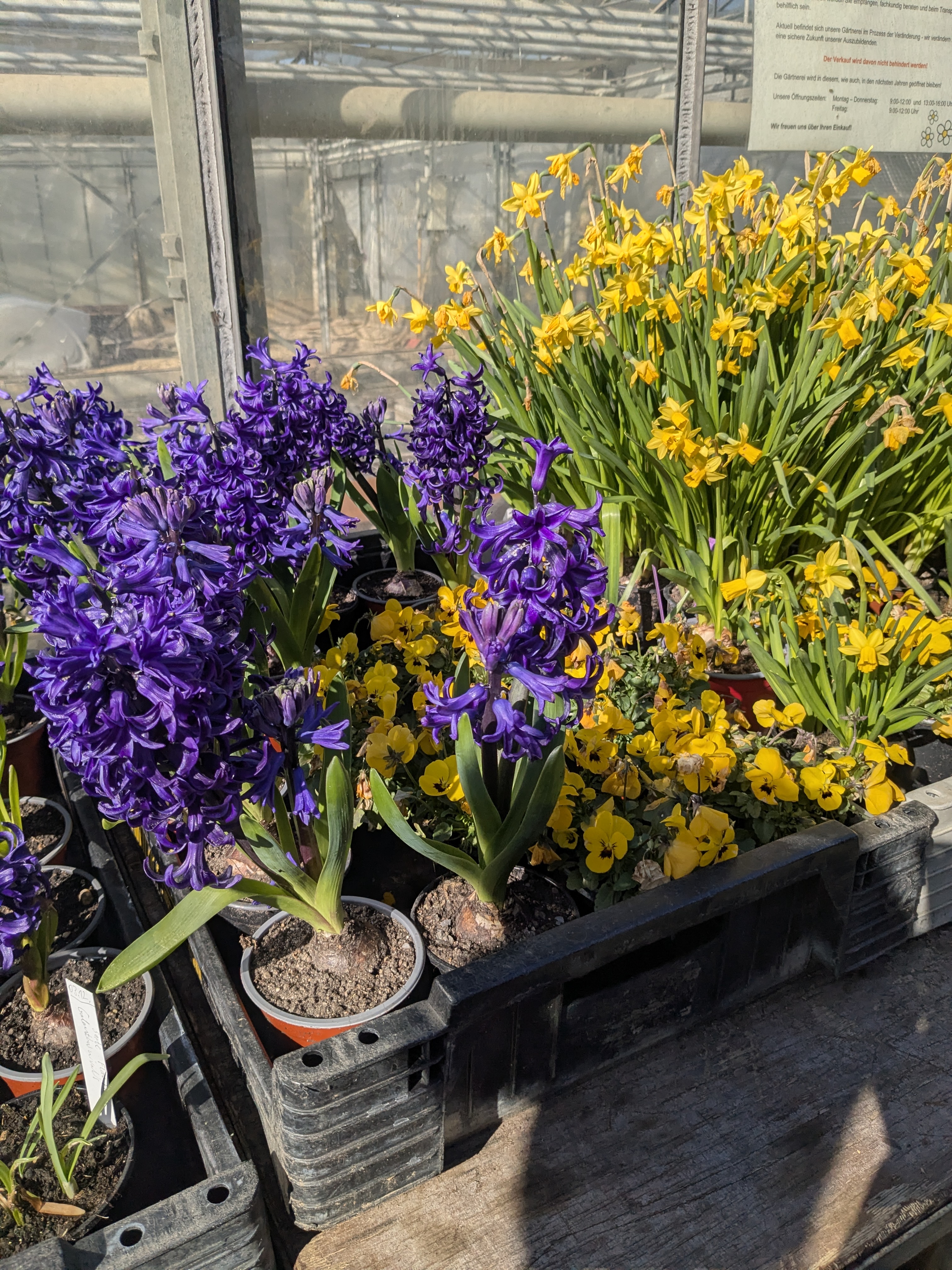 Blühende Blumen